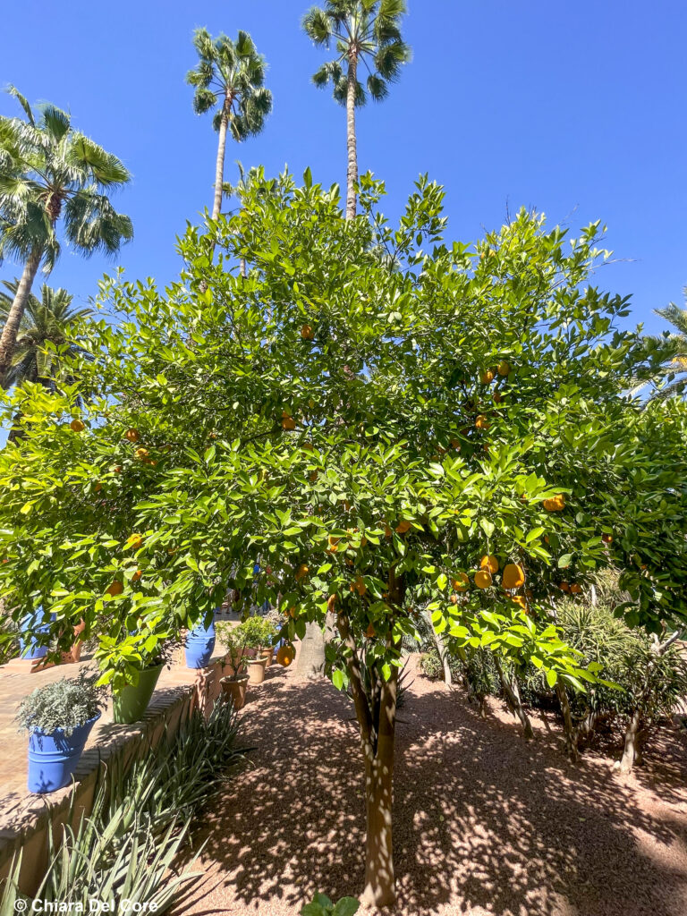 Giardini Majorelle Marraketch