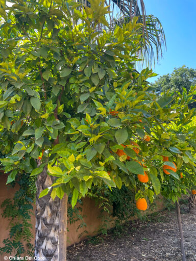 Giardini Majorelle Marraketch