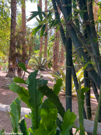 Giardini Majorelle Marraketch