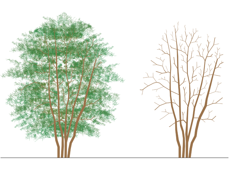 Beech tree 01 dwg preview Archweb