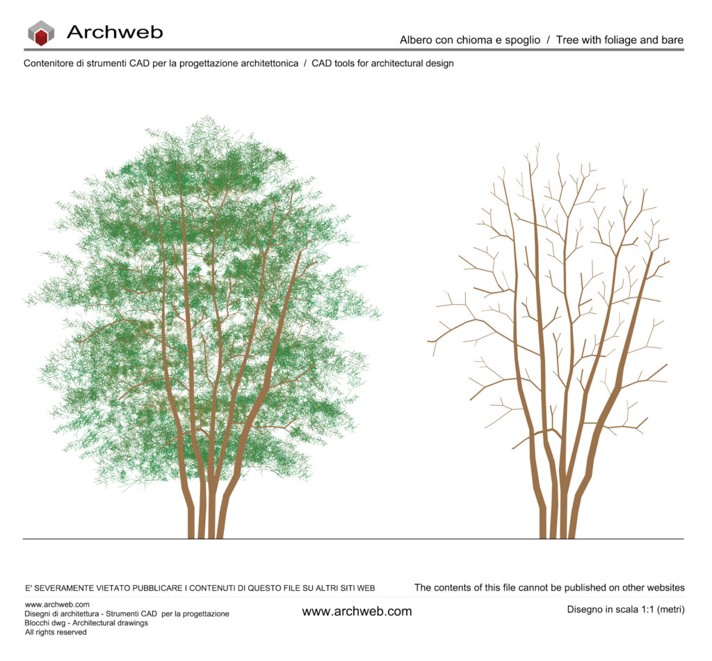 Beech tree 01 dwg Archweb